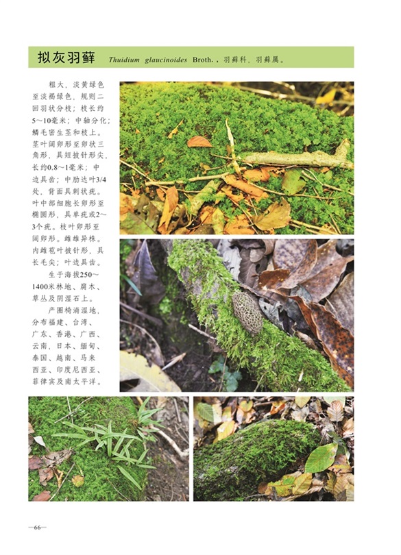 圈椅淌蕨类、苔藓、地衣图谱——拟灰羽藓