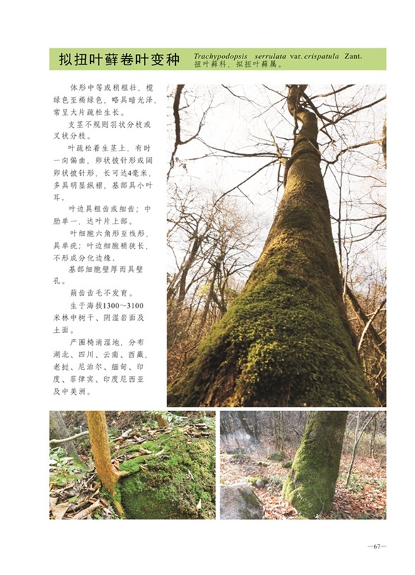 圈椅淌蕨类、苔藓、地衣图谱——拟扭叶藓卷叶变种