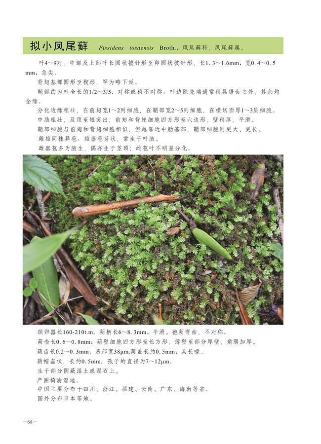 圈椅淌蕨类、苔藓、地衣图谱——拟小凤尾藓