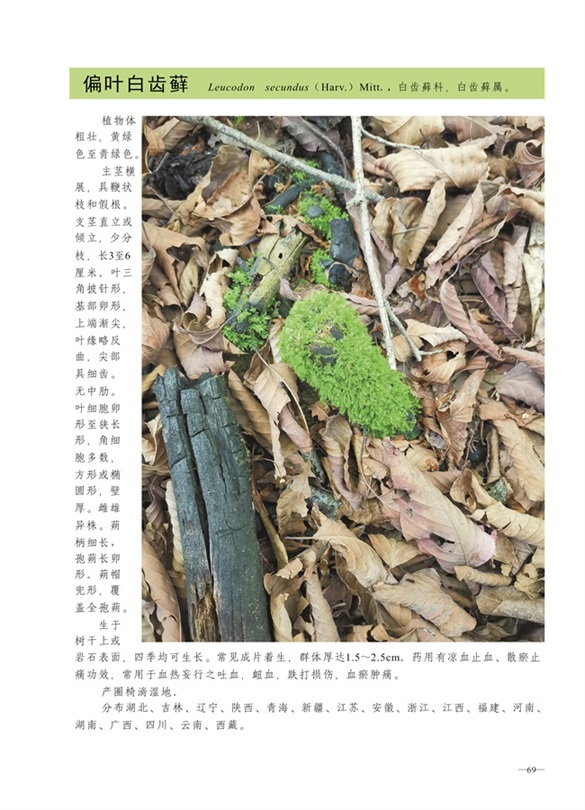 圈椅淌蕨类、苔藓、地衣图谱——偏叶白齿藓