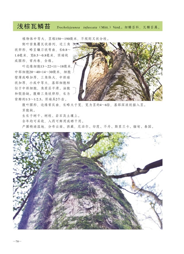 圈椅淌蕨类、苔藓、地衣图谱——浅棕瓦鳞苔