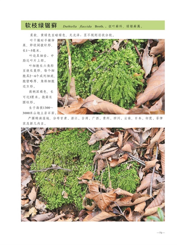 圈椅淌蕨类、苔藓、地衣图谱——软枝绿锯藓