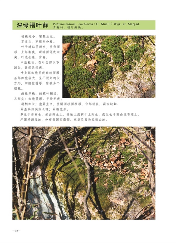 圈椅淌蕨类、苔藓、地衣图谱——深绿褶叶藓