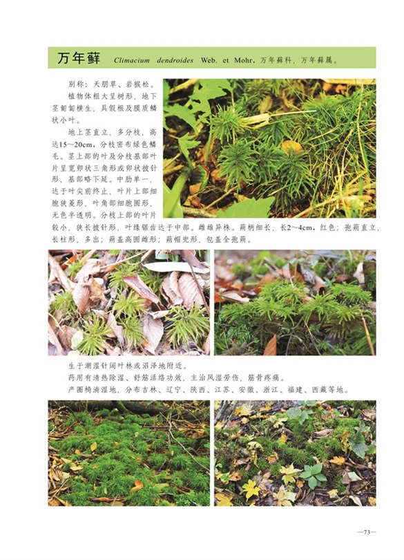 圈椅淌蕨类、苔藓、地衣图谱——万年藓