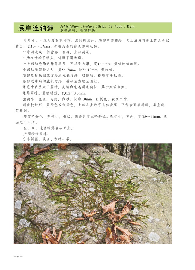 圈椅淌蕨类、苔藓、地衣图谱——溪岸连轴藓