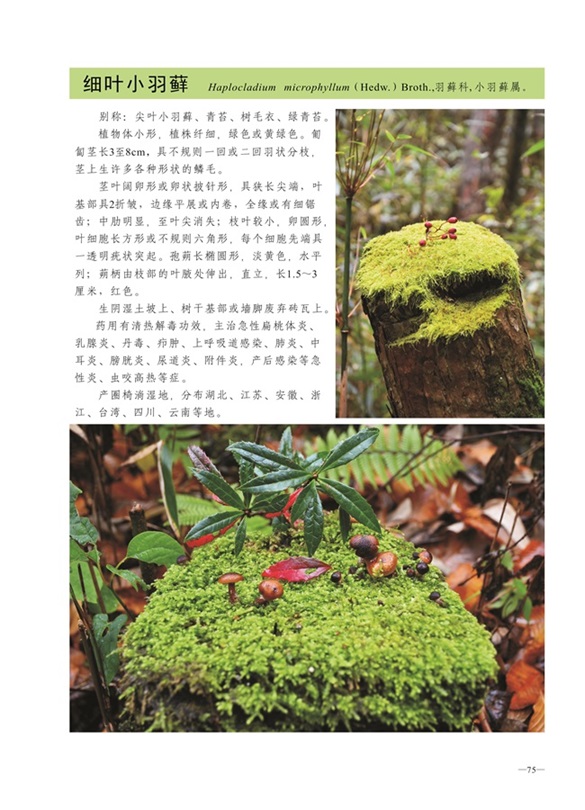 圈椅淌蕨类、苔藓、地衣图谱——细叶小羽藓