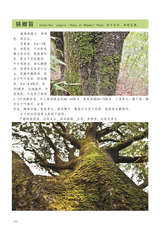 圈椅淌蕨类、苔藓、地衣图谱——狭瓣苔