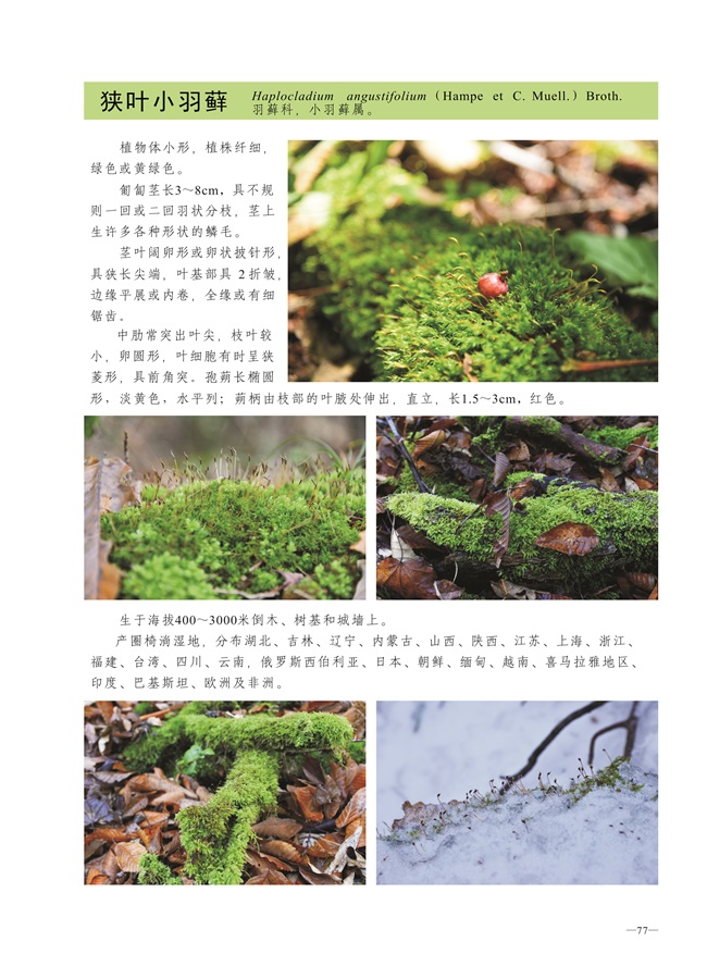 圈椅淌蕨类、苔藓、地衣图谱——狭叶小羽藓