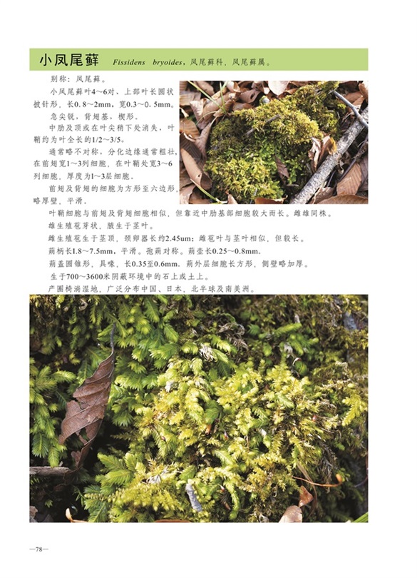 圈椅淌蕨类、苔藓、地衣图谱——小凤尾藓