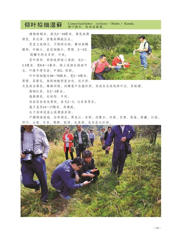 圈椅淌蕨类、苔藓、地衣图谱——仰叶拟细湿藓