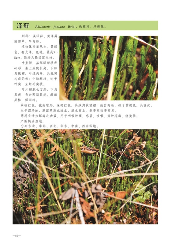 圈椅淌蕨类、藓类、地衣图谱——泽藓