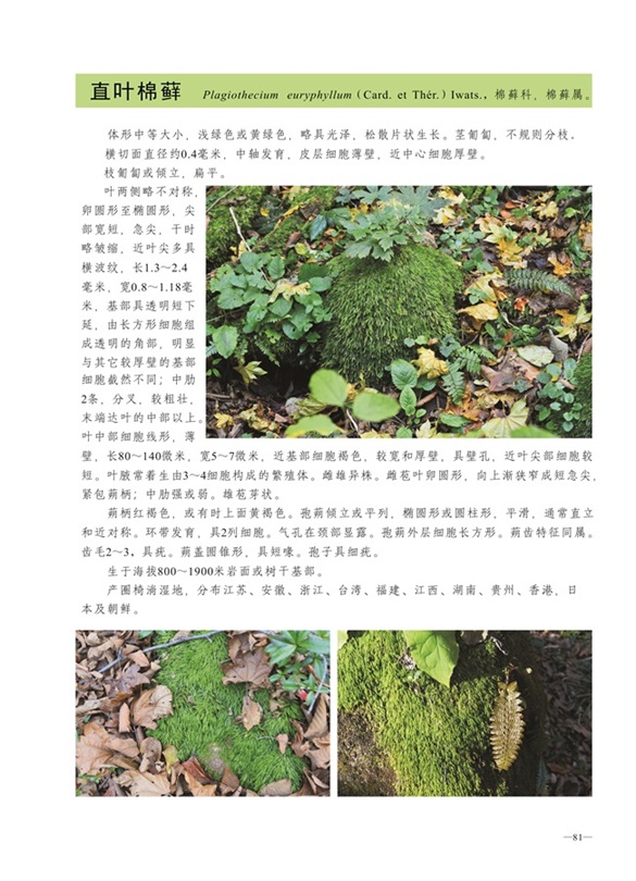 圈椅淌蕨类、藓类、地衣图谱——直叶棉藓