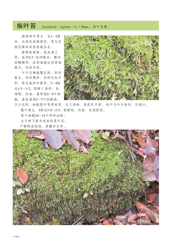 圈椅淌蕨类、藓类、地衣图谱——指叶苔