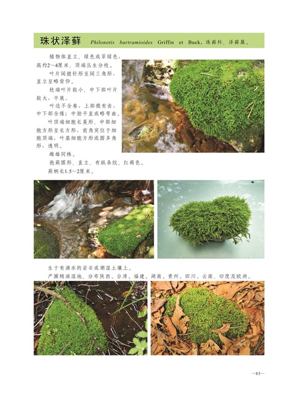 圈椅淌蕨类、藓类、地衣图谱——珠状泽藓