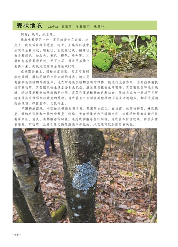 圈椅淌蕨类、藓类、地衣图谱——壳状地衣