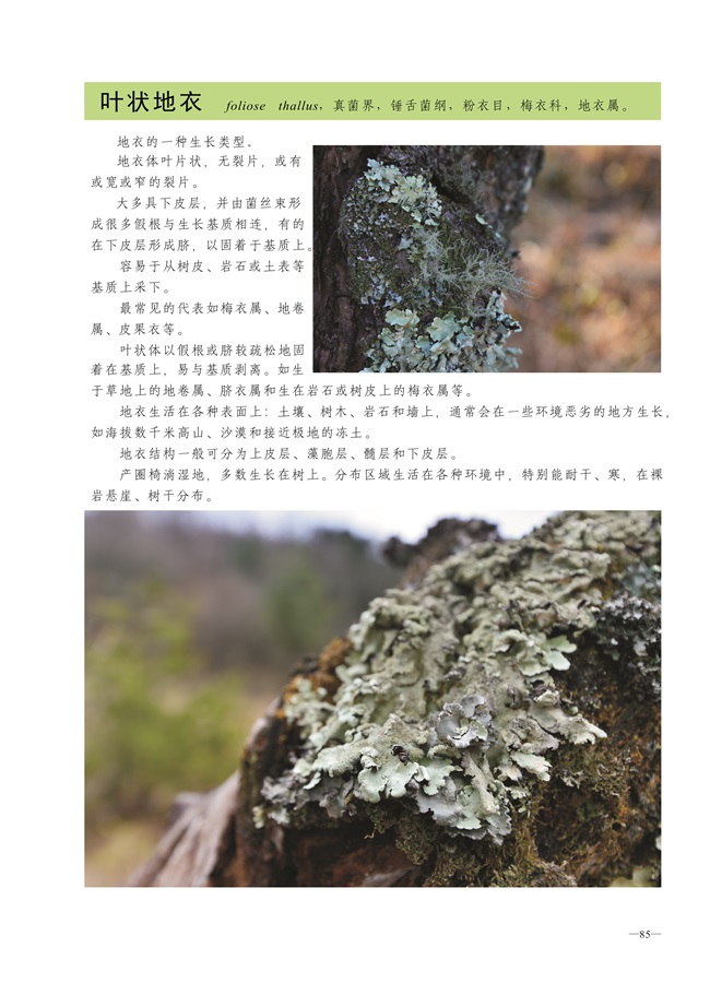 圈椅淌蕨类、藓类、地衣图谱——叶状地衣