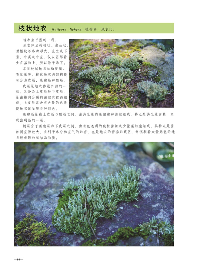 圈椅淌蕨类、藓类、地衣图谱——枝状地衣