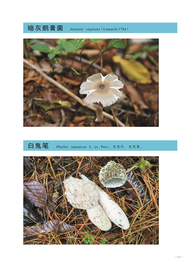 圈椅淌菌类图谱——暗灰鹅膏菌、白鬼笔