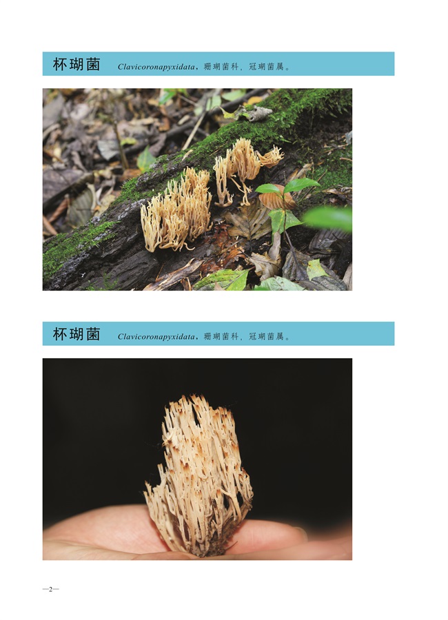 圈椅淌菌类图谱——杯瑚菌