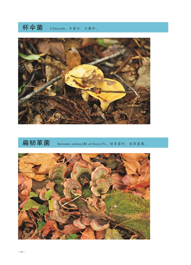 圈椅淌菌类图谱——杯伞属、扁韧革菌