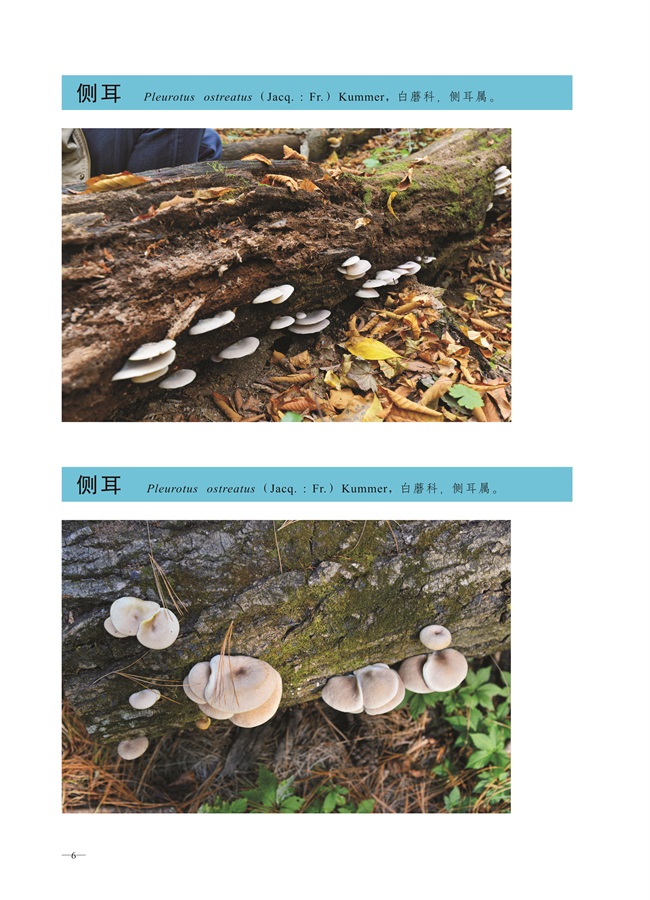 圈椅淌菌类图谱——侧耳