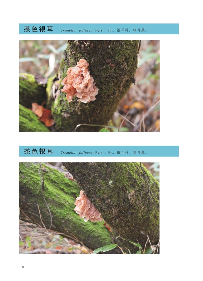 圈椅淌菌类图谱——茶色银耳