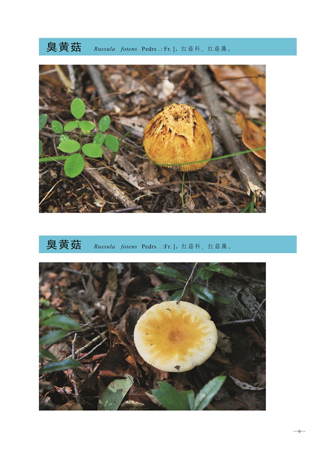 圈椅淌菌类图谱——臭黄菇