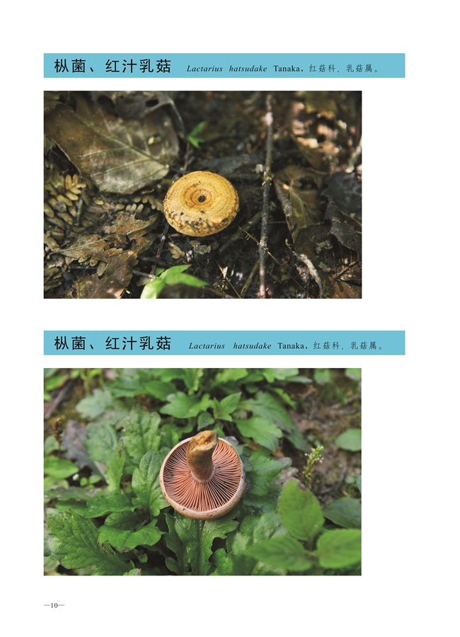 圈椅淌菌类图谱——枞菌