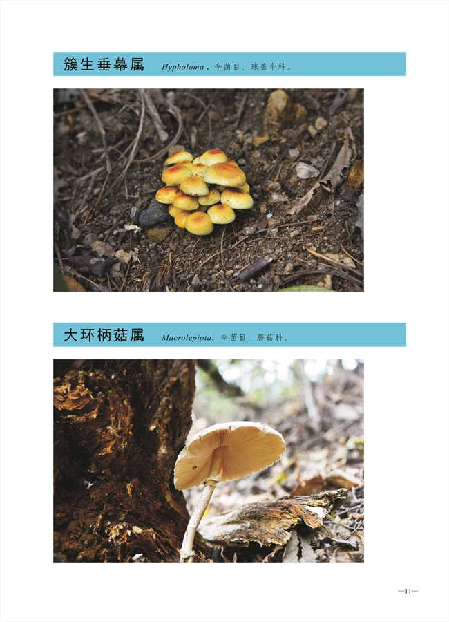 圈椅淌菌类图谱——簇生垂幕属、大环柄菇属