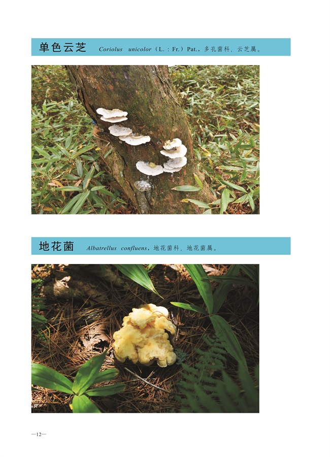 圈椅淌菌类图谱——单色云芝、地花菌