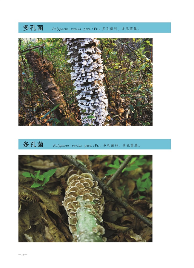 圈椅淌菌类图谱——短毛木耳、多孔菌