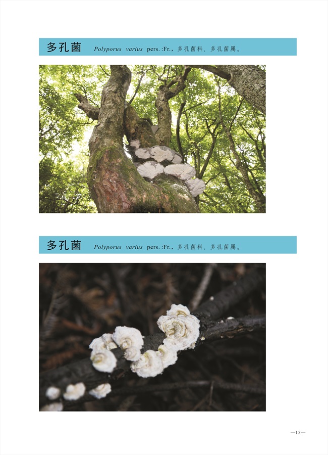 圈椅淌菌类图谱——短毛木耳、多孔菌