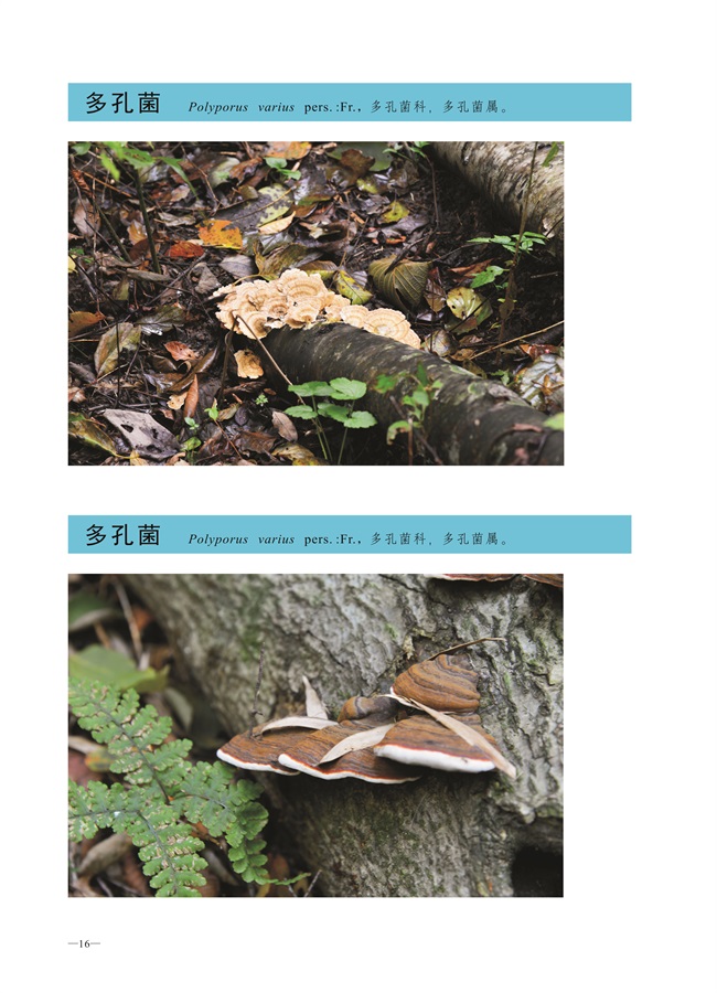 圈椅淌菌类图谱——短毛木耳、多孔菌