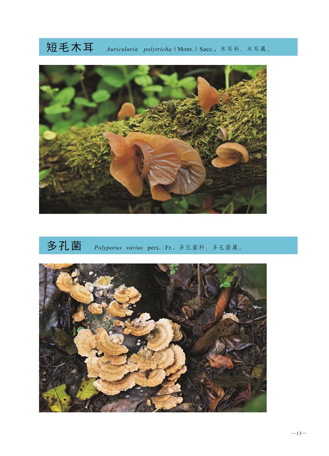 圈椅淌菌类图谱——短毛木耳、多孔菌