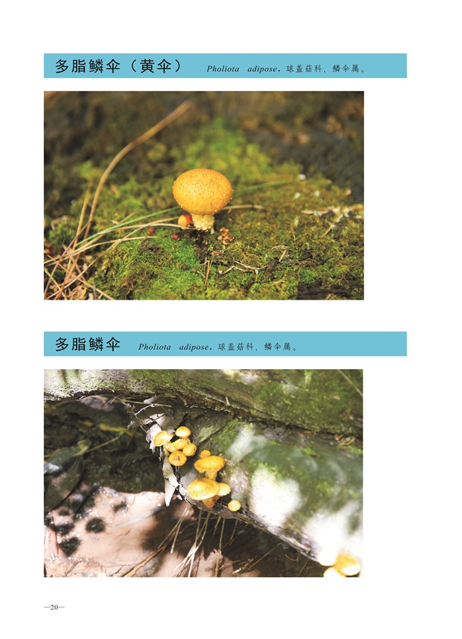 圈椅淌菌类图谱——多脂鳞伞