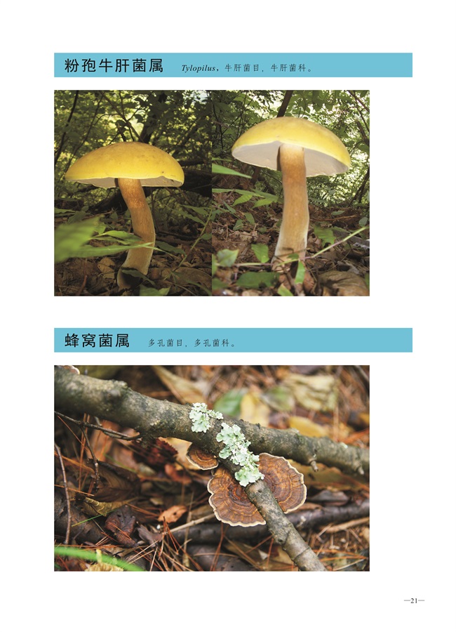 圈椅淌菌类图谱——粉孢牛肝菌属、蜂窝菌属