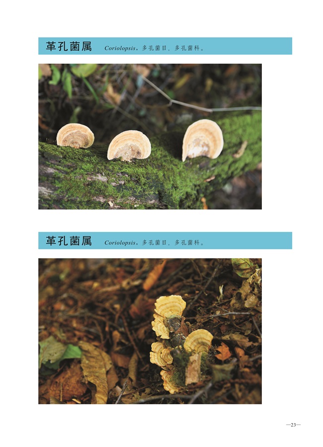 圈椅淌菌类图谱——革孔菌属