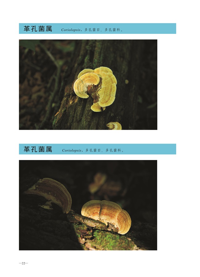 圈椅淌菌类图谱——革孔菌属