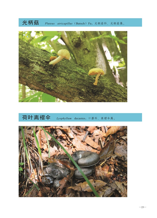 圈椅淌菌类图谱——光柄菇、荷叶离褶伞