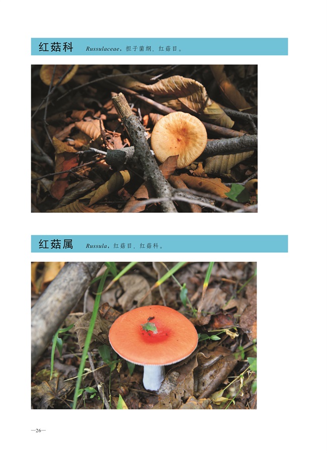 圈椅淌菌类图谱——红菇科、红菇属