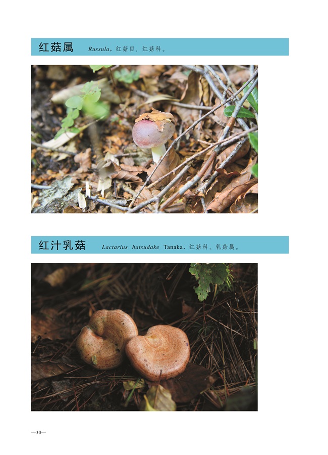 圈椅淌菌类图谱——红菇属、红汁乳菇