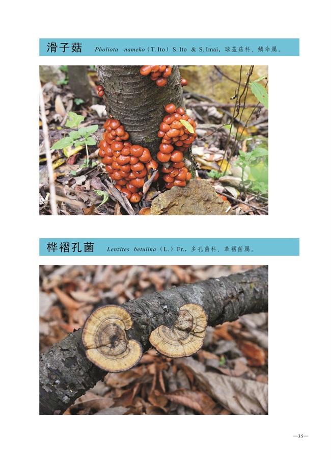 圈椅淌菌类图谱——滑子菇、桦褶孔菌