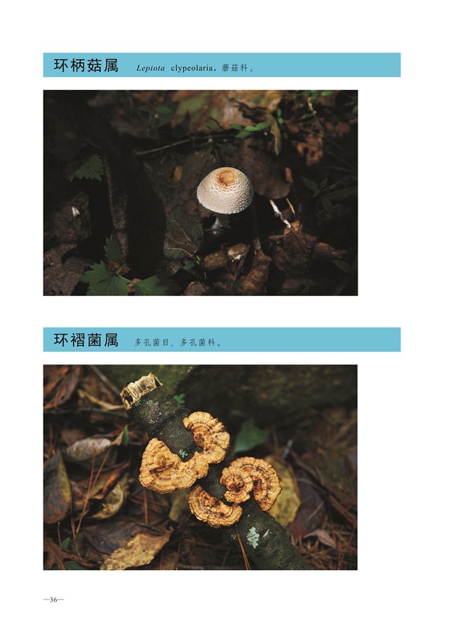圈椅淌菌类图谱——环柄菇属、环褶菌属