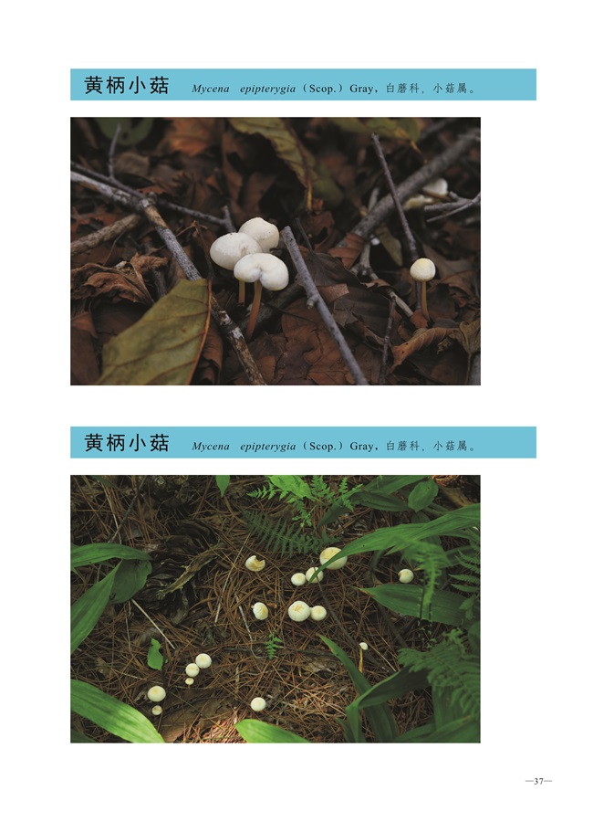 圈椅淌菌类图谱——黄柄小菇