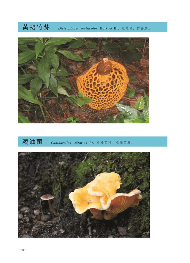圈椅淌菌类图谱——黄裙竹荪、鸡油菌