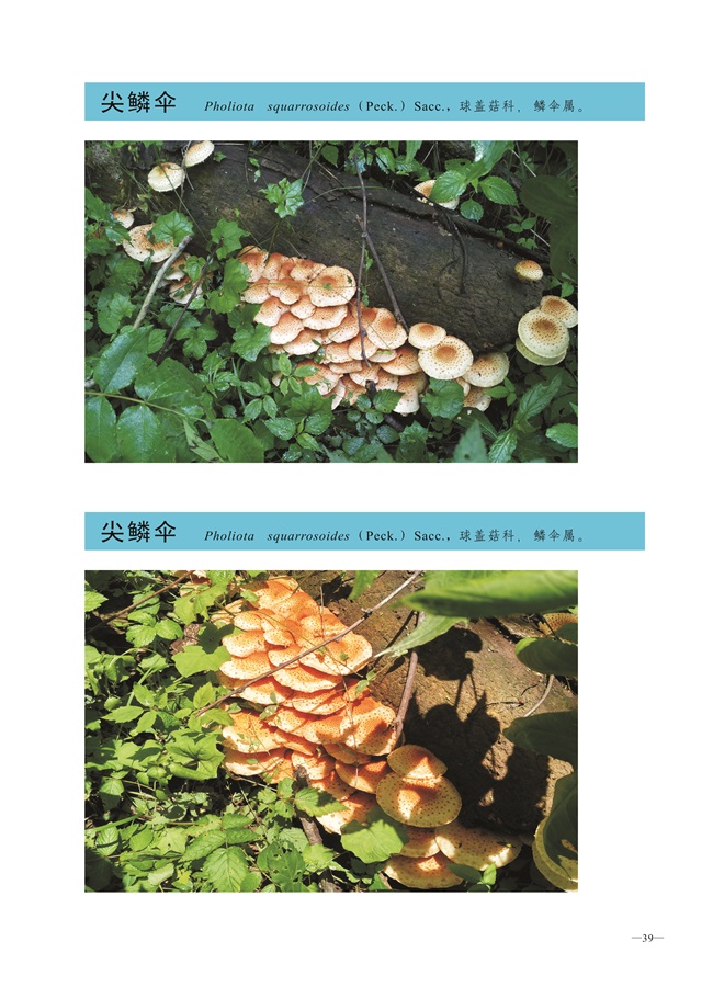 圈椅淌菌类图谱——尖鳞伞