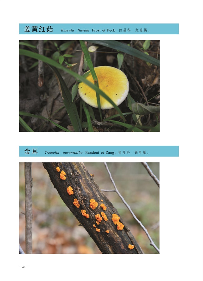 圈椅淌菌类图谱——姜黄红菇、金耳