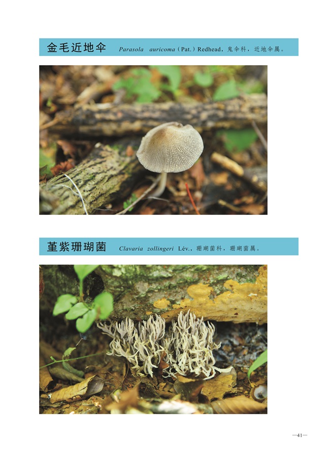 圈椅淌菌类图谱——金毛近地伞、堇紫珊瑚菌
