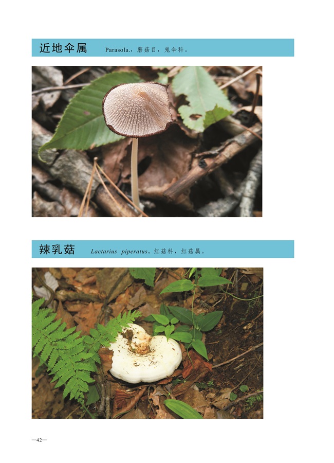 圈椅淌菌类图谱——近地伞属、辣乳菇