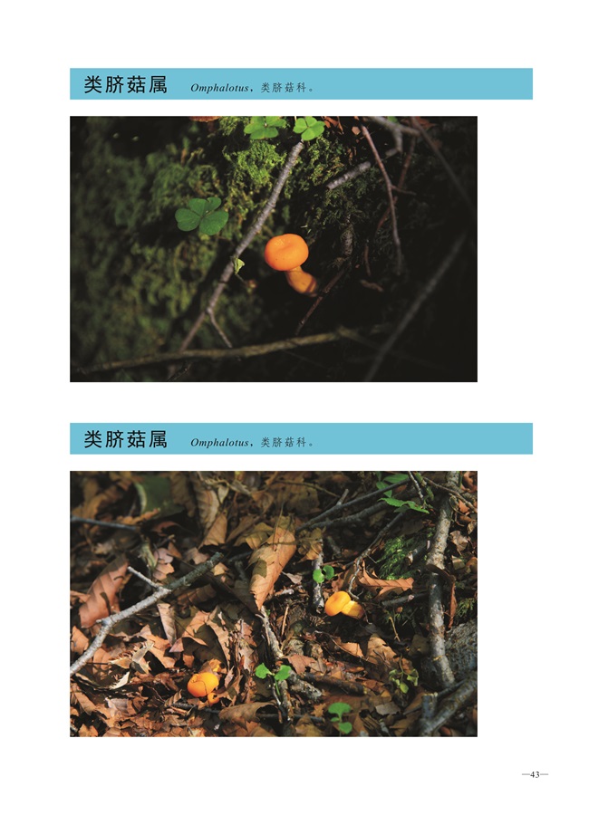 圈椅淌菌类图谱——类脐菇属